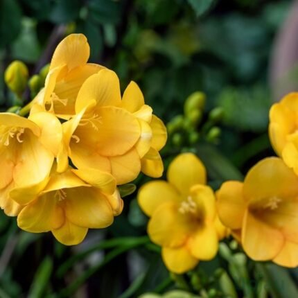 Yellow Freesia Bulbs