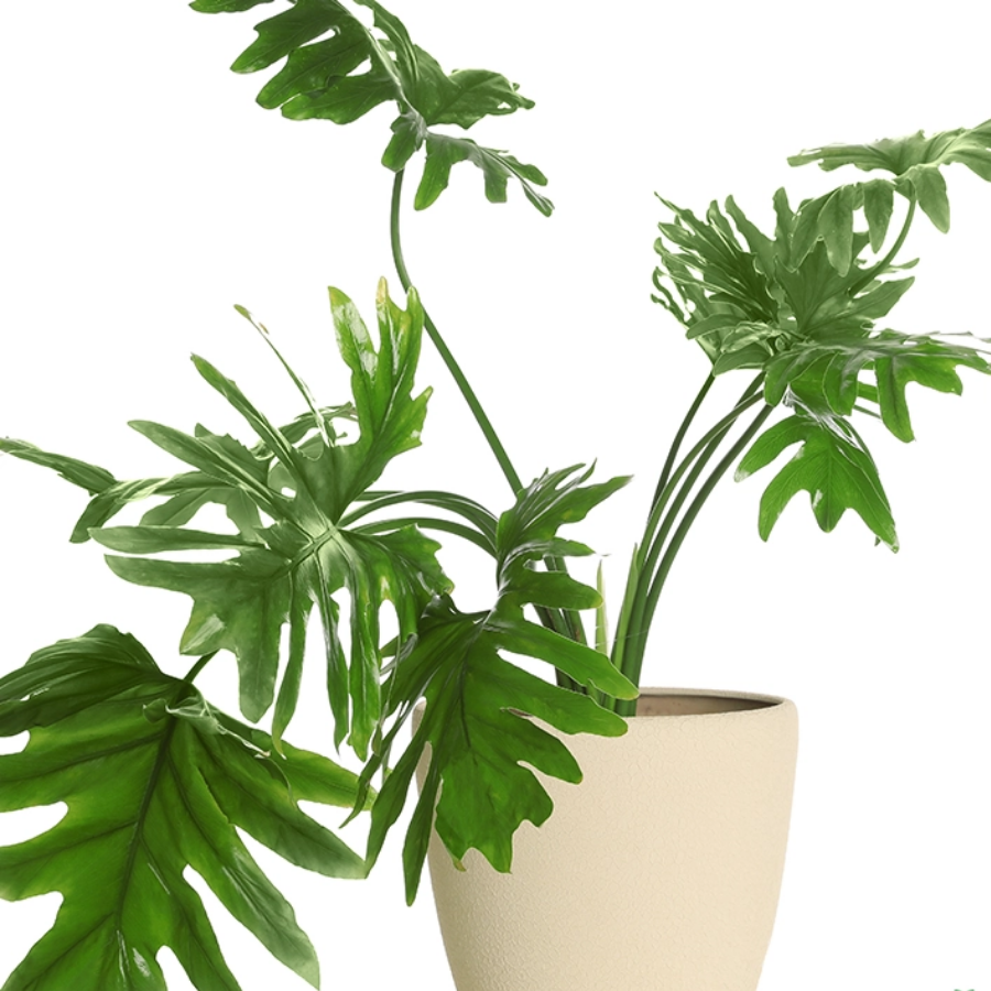45 Philodendron Green Selloum Sapling - Image 1