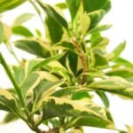 Jade Plant /Elephant Bush - Image 4