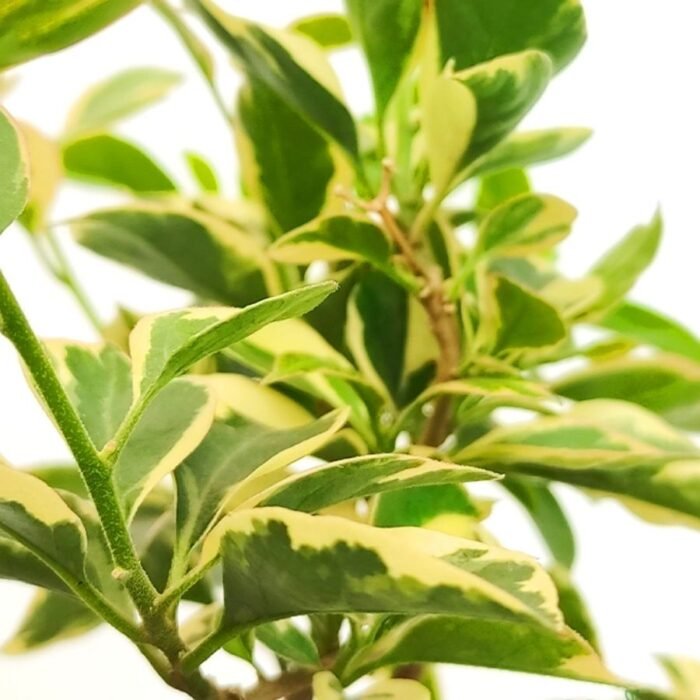 Jade Plant /Elephant Bush - Image 4