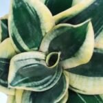 Sansevieria Golden Hahnii Snake Plant - Image 2