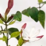 Kunda / Downy Jasmine Plant (Sapling) - Image 4