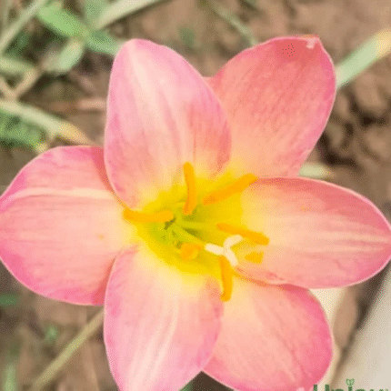 Rain Lily Hybrid Zephyranthes Aurora Bulb