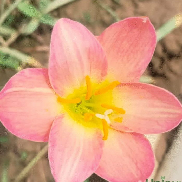 Rain Lily Hybrid Zephyranthes Aurora Bulb - Image 1