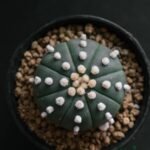 Cactus Astrophytum Asterias Plant
