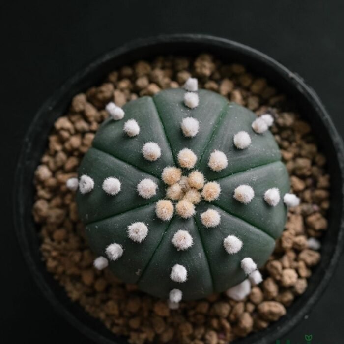 Cactus Astrophytum Asterias Plant - Image 1