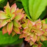 Adenium Bipasha Grafted (Hot Green Flower)