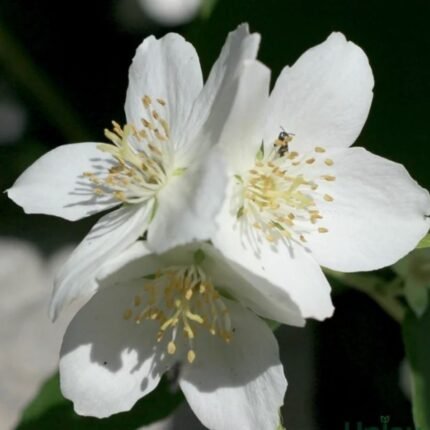 Tritonia Bulbs White