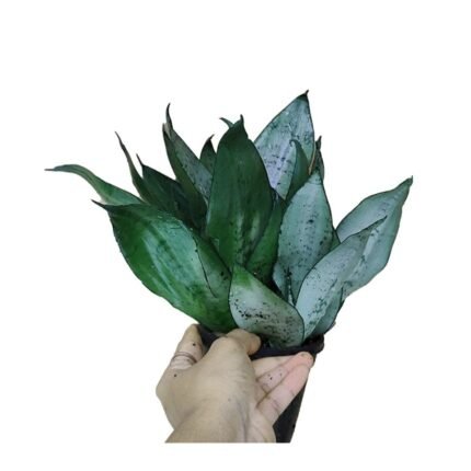 Sansevieria Moonlight Snake Plant