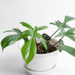 Philodendron Squamiferum Plant (Sapling)