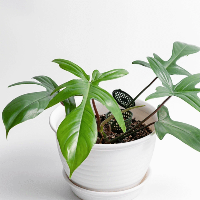 Philodendron Squamiferum Plant (Sapling) - Image 1