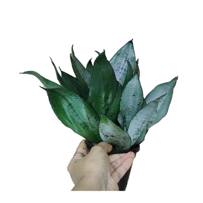 Snake Plant Combo of 3 - Image 3