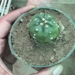 Cactus Astrophytum Asterias Plant - Image 2