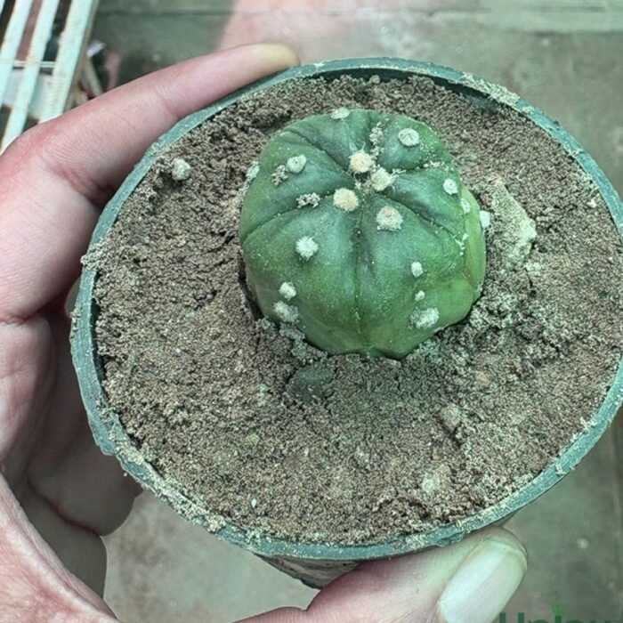 Cactus Astrophytum Asterias Plant - Image 2