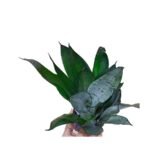 Sansevieria Moonlight Snake Plant - Image 2
