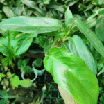 Philodendron Squamiferum Plant (Sapling) - Image 2