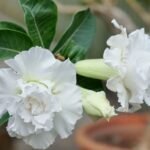 Adenium Katrina Grafted (Triple Petal White)
