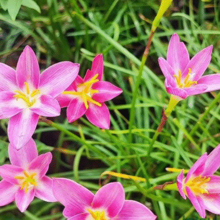 Rain Lily Hybrid Zephyranthes Orchid Bulb