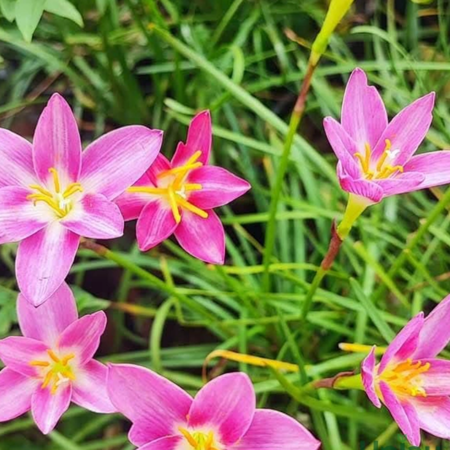 48 Rain Lily Hybrid Zephyranthes Orchid Bulb - Image 1