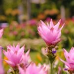 Pink Curcuma Bulbs