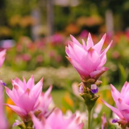 Pink Curcuma Bulbs