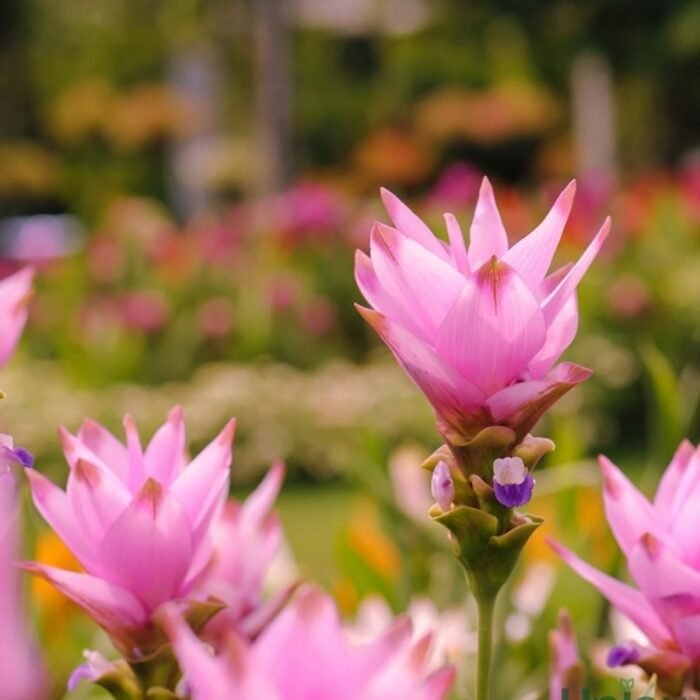 Pink Curcuma Bulbs - Image 1