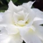 Adenium Katrina Grafted (Triple Petal White) - Image 2