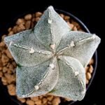 Cactus Astrophytum Myriostigma Plant