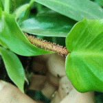 Philodendron Squamiferum Plant (Sapling) - Image 3