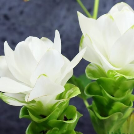 White Curcuma Bulbs