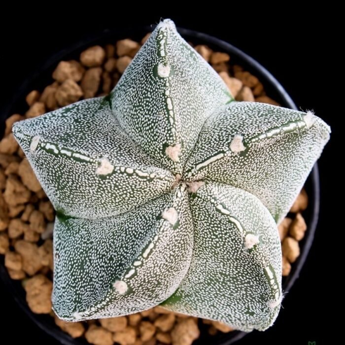 Cactus Astrophytum Myriostigma Plant - Image 1