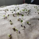 Brinjal F1 Black Round Baingan Seeds | High Germination & Yield | Kitchen Gardening - Image 5