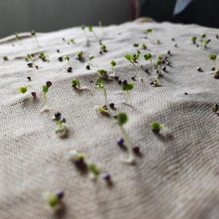 Brinjal F1 Black Round Baingan Seeds | High Germination & Yield | Kitchen Gardening - Image 5