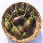 Brinjal (Baingan) Light Purple Green F1 Hybrid Seeds | High Germination & Yield - Image 5