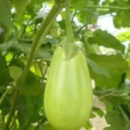 Desi Round Green Brinjal Seeds | High Germination & Yield Baingan | Terrace Gardening