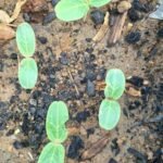 Bottle Gourd Lauki Long F1 Hybrid Seeds | High Germination & Yield Ghiya | Terrace Gardening - Image 5