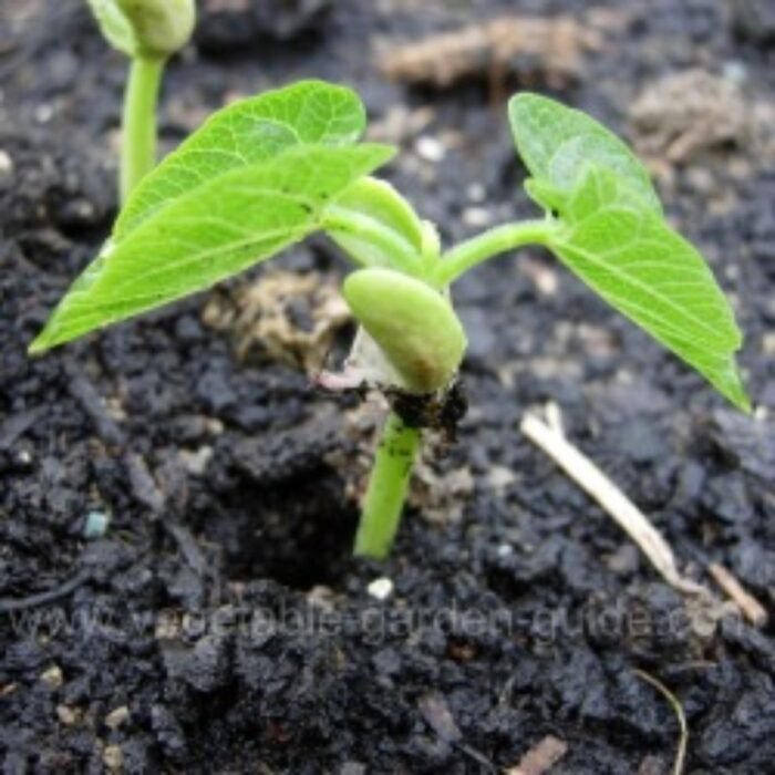 French Beans Vegetable Seeds | High Germination & Yield Seeds | Easy to Grow - Image 5