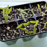 Juicy F1 Hybrid Cherry Tomato Seeds with High Germination - Image 5