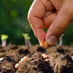 Peas Sweet Matar Vegetable Seeds - Image 5
