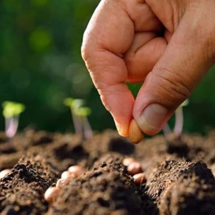 Peas Sweet Matar Vegetable Seeds - Image 5