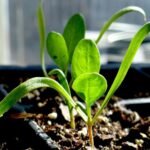 Spinach (Palak) F1 Hybrid Vegetable Seeds | High Germination & Yield | Easy to Grow - Image 5