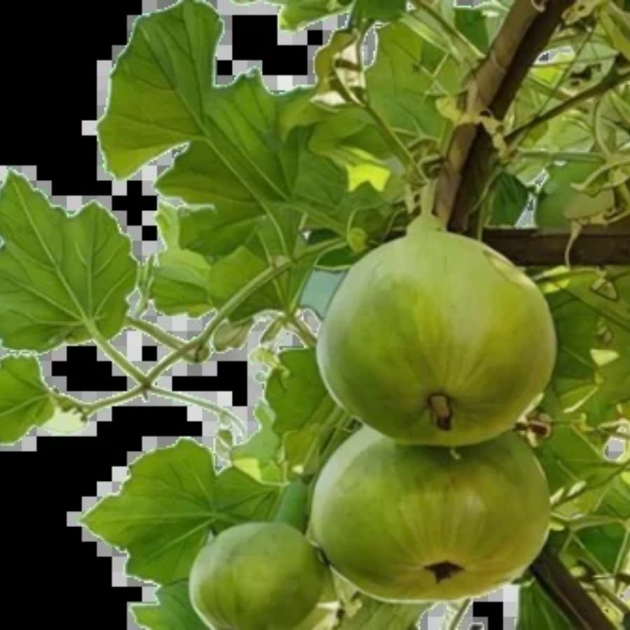 5 Tinda Round Gourd/Apple Gourd Vegetable Seeds | High Germination & Yield - Image 1