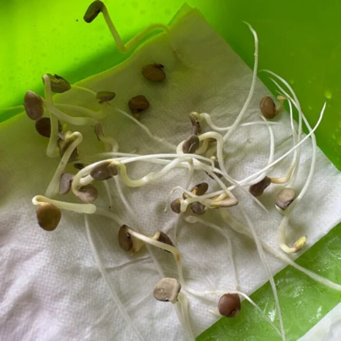 Gwar Phali/Cluster Beans F1 Hybrid Seeds | High Germination | Terrace Gardening Seeds - Image 6