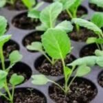 Cabbage (Hari Patta Gobhi) F1 Hybrid Seeds | High Germination | Terrace Gardening - Image 5