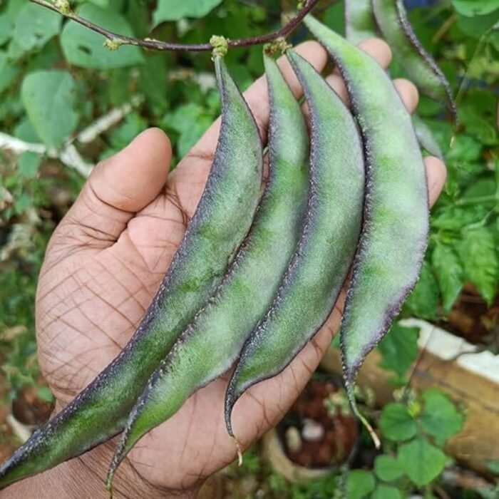 Sem Phali/Lima Beans F1 Hybrid Seeds | High Yield & Germination Seeds | Home Gardening - Image 4