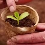F1 Hybrid Pumpkin Vegetable Seeds | High Yield Kaddu Seeds - Image 6