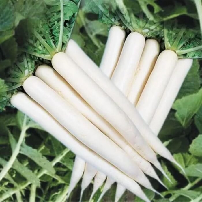 Radish (Mooli) White Long F1 Hybrid Vegetable Seeds - Image 2