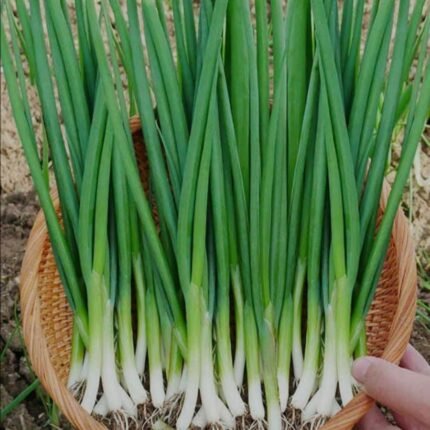 Spring Cut Bunching Onion (Hari Pyaj) Seeds | High Germination | Terrace Gardening Seeds