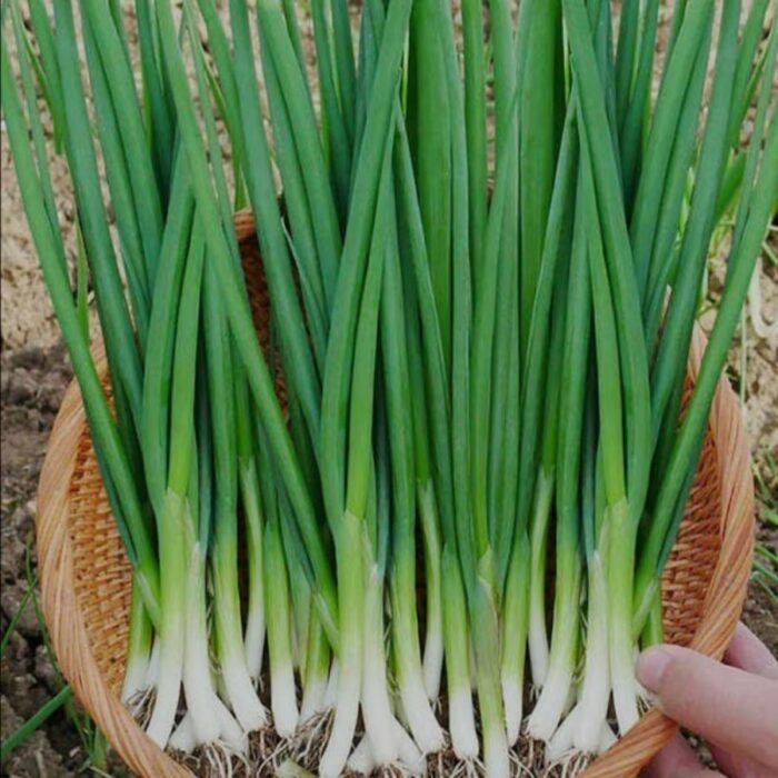 Spring Cut Bunching Onion (Hari Pyaj) Seeds | High Germination | Terrace Gardening Seeds - Image 1