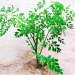 Moringa Drumstick (sahajan) Vegetable Seeds - Image 5